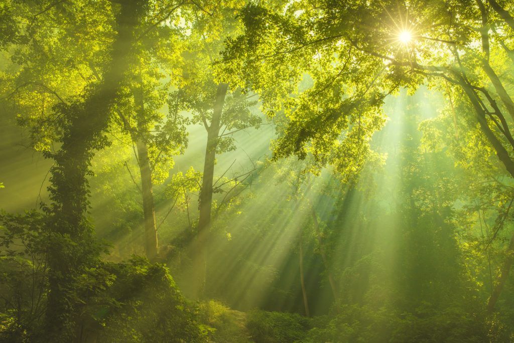Sostenibilida aumenta los recursos forestales